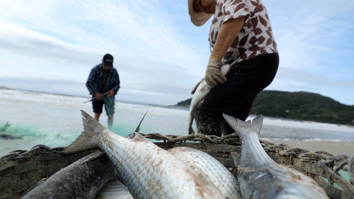 Safra da tainha começa em SC nesta sexta com expectativa positiva dos pescadores