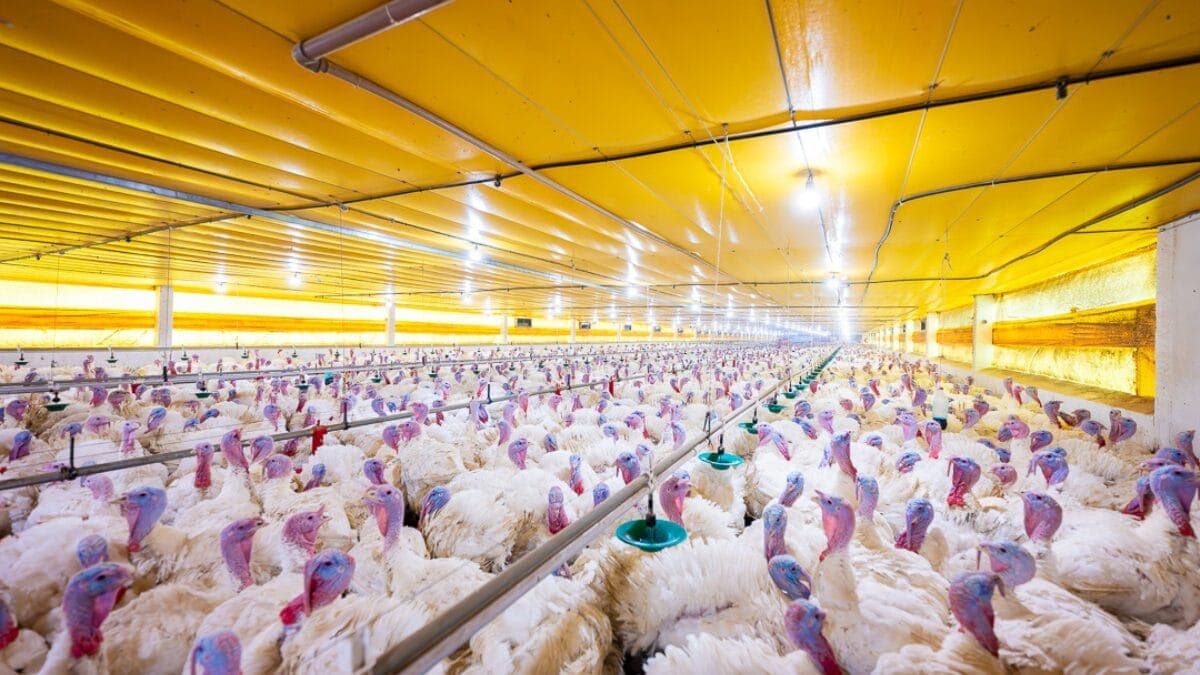 A fábrica que tornou cidade de SC referência nacional na produção de perus e gera 5 mil empregos