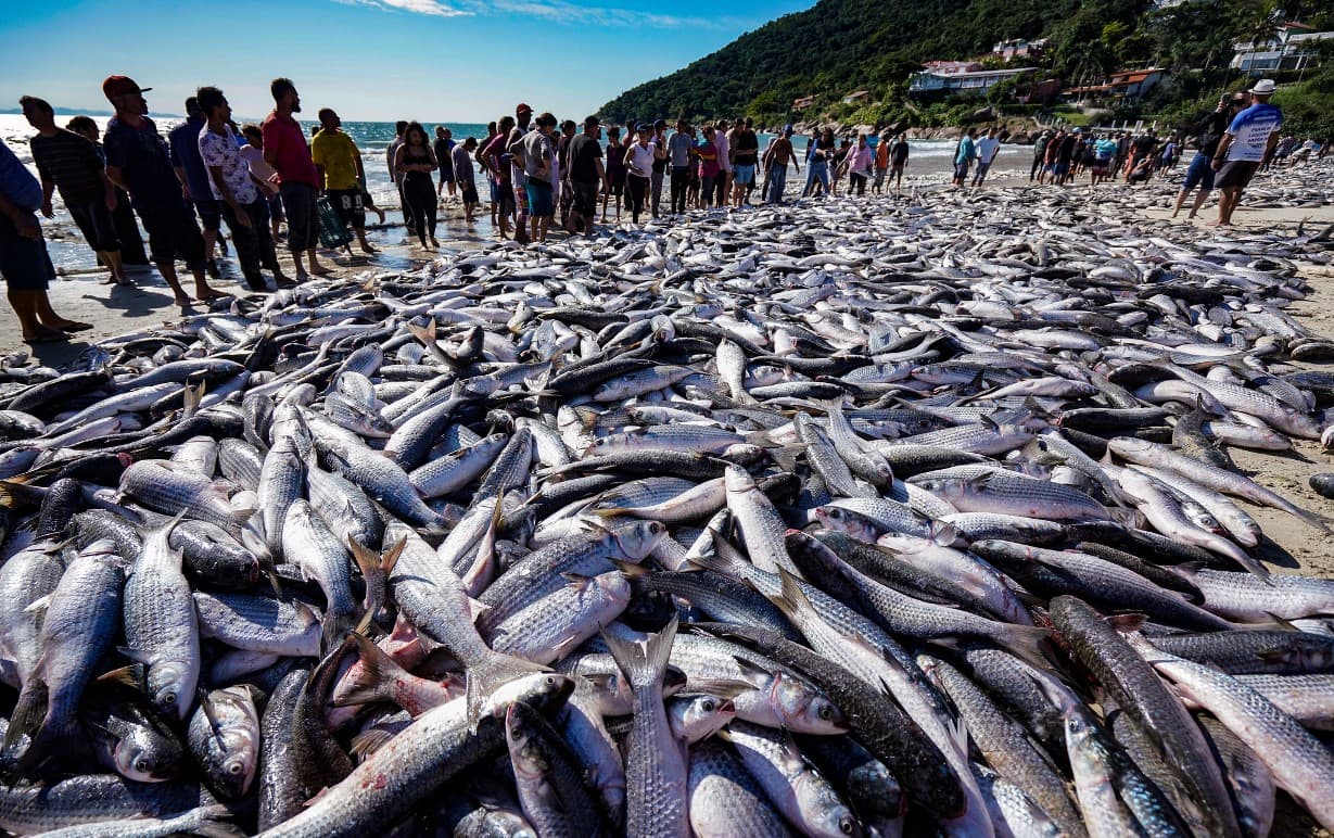 Safra da tainha em Santa Catarina já ultrapassa 200 toneladas capturadas