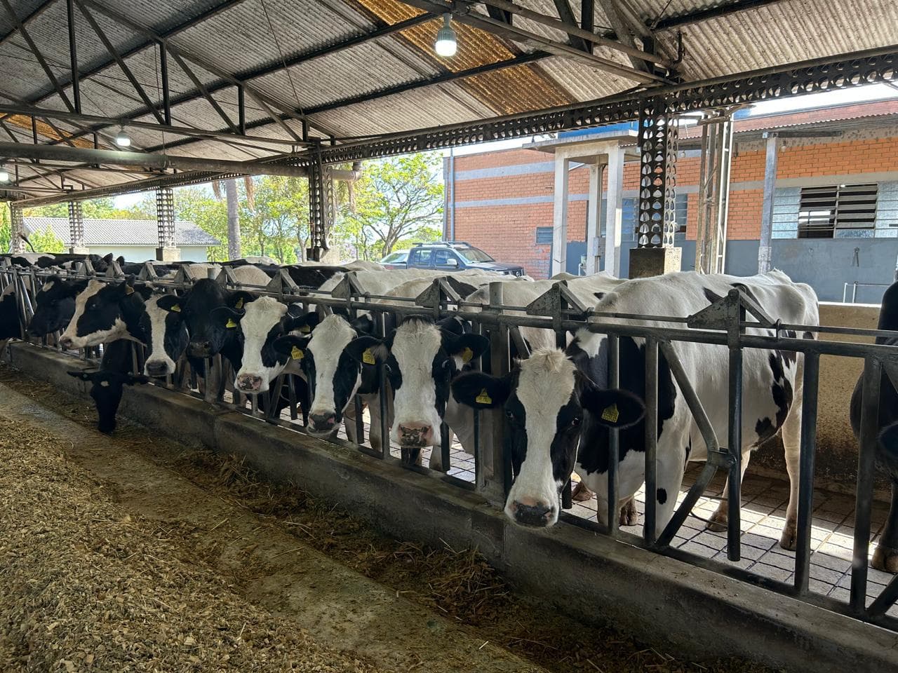R$ 4,5 milhões movimentados no 1º dia de operações do Pronampe Leite Custeio de SC