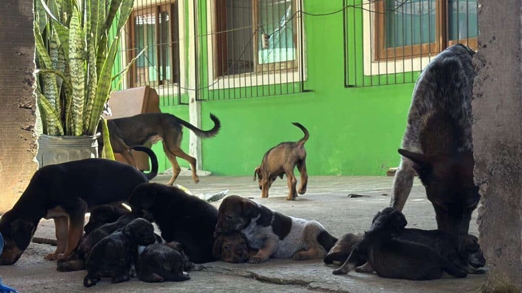 Polícia Civil e DIBEA resgatam 28 cães em Florianópolis para adoção responsável