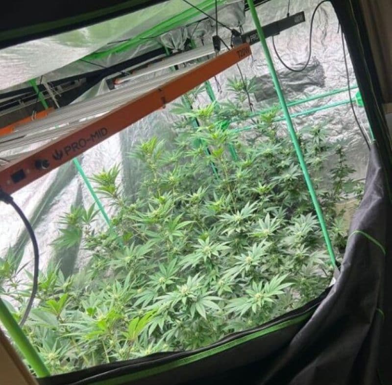 Polícia desmantela estufa de maconha em área de mata em Florianópolis