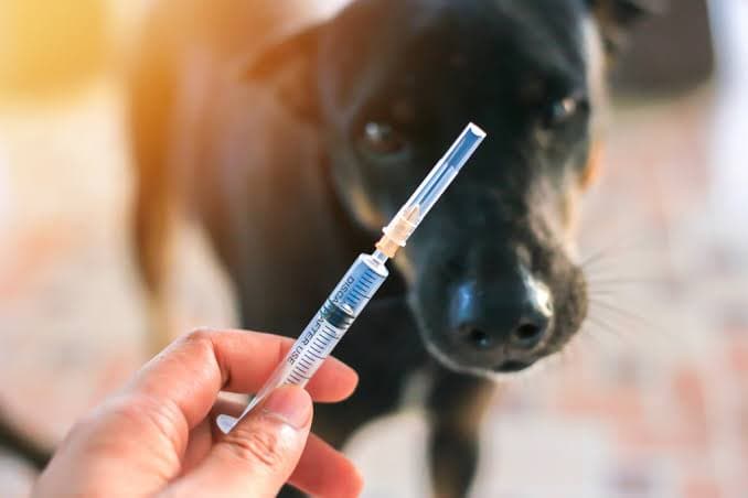 São José amplia políticas de proteção animal com mutirão de castração e campanha gratuita de vacinação