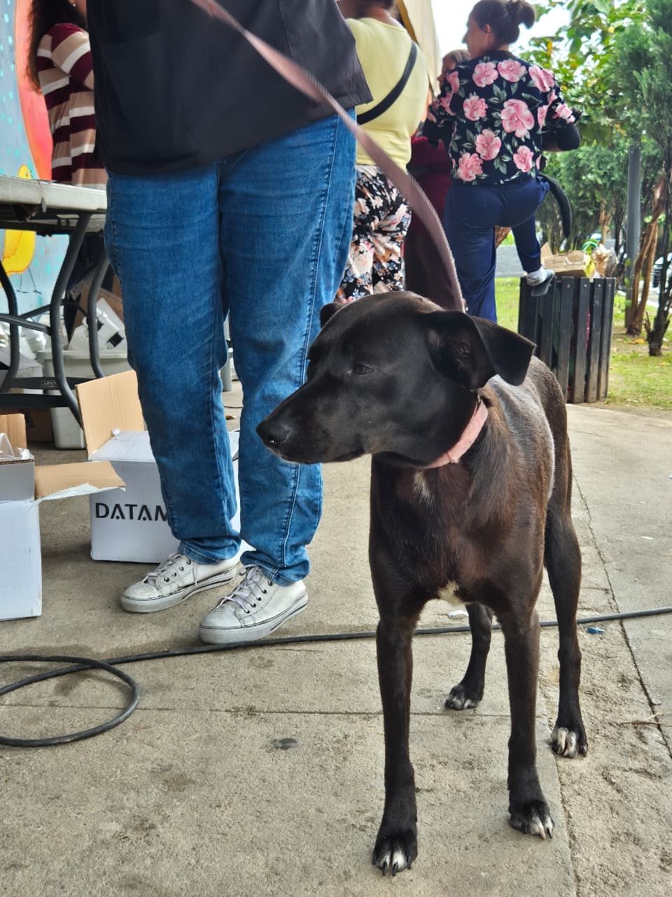 São José passa a multar responsáveis por cães soltos em vias públicas, especialmente perto de escolas - Prefeitura Municipal De São José