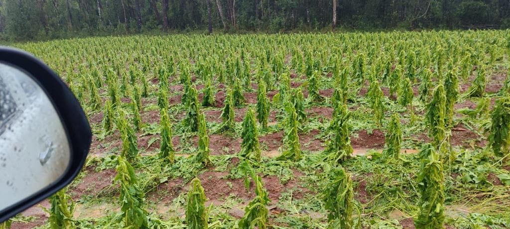 FOTOS: Possível microtornado causou prejuízo milionário na agricultura de Canoinhas