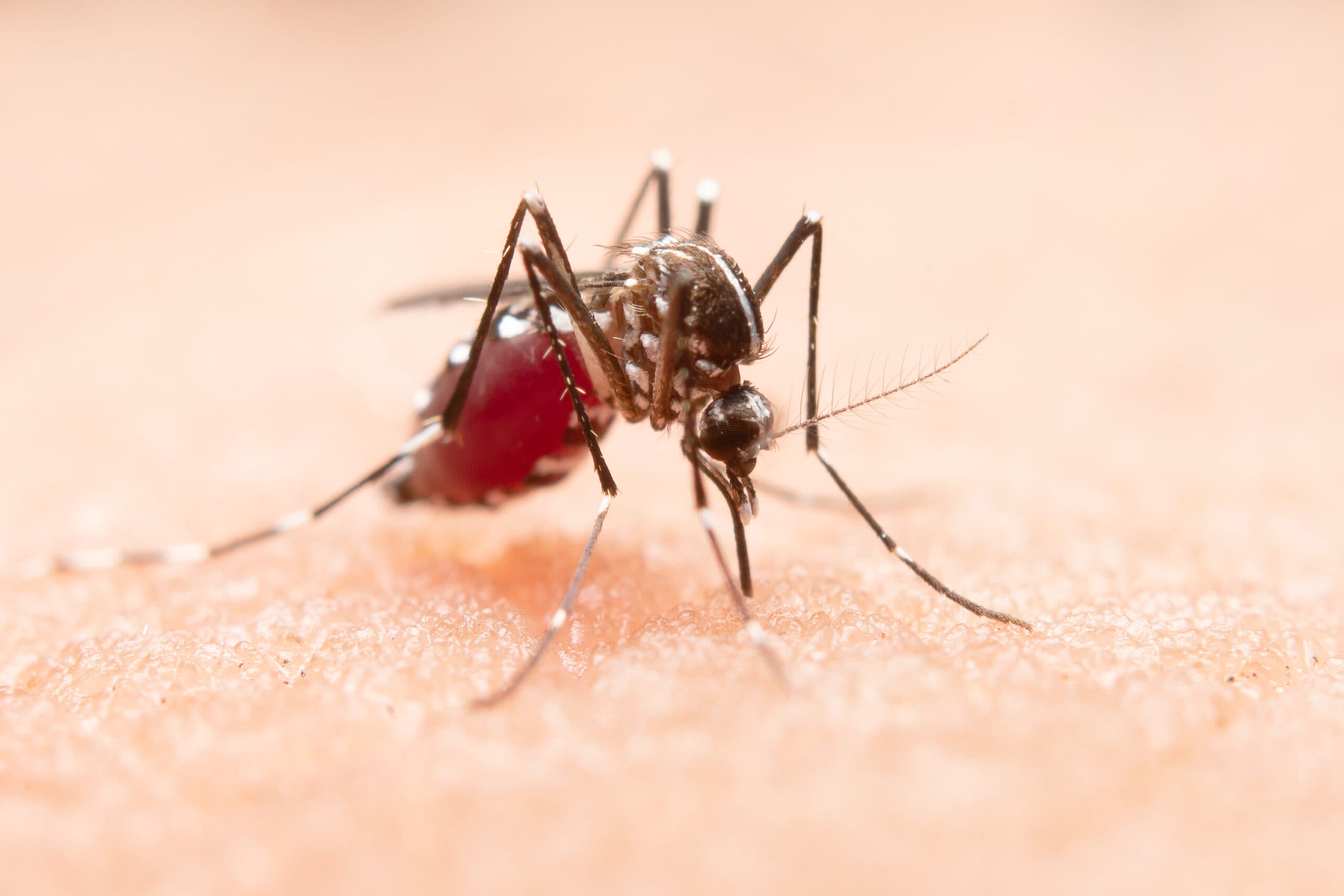 Focos do mosquito transmissor da dengue passam de 260 este ano em Tubarão - Prefeitura de Tubarão