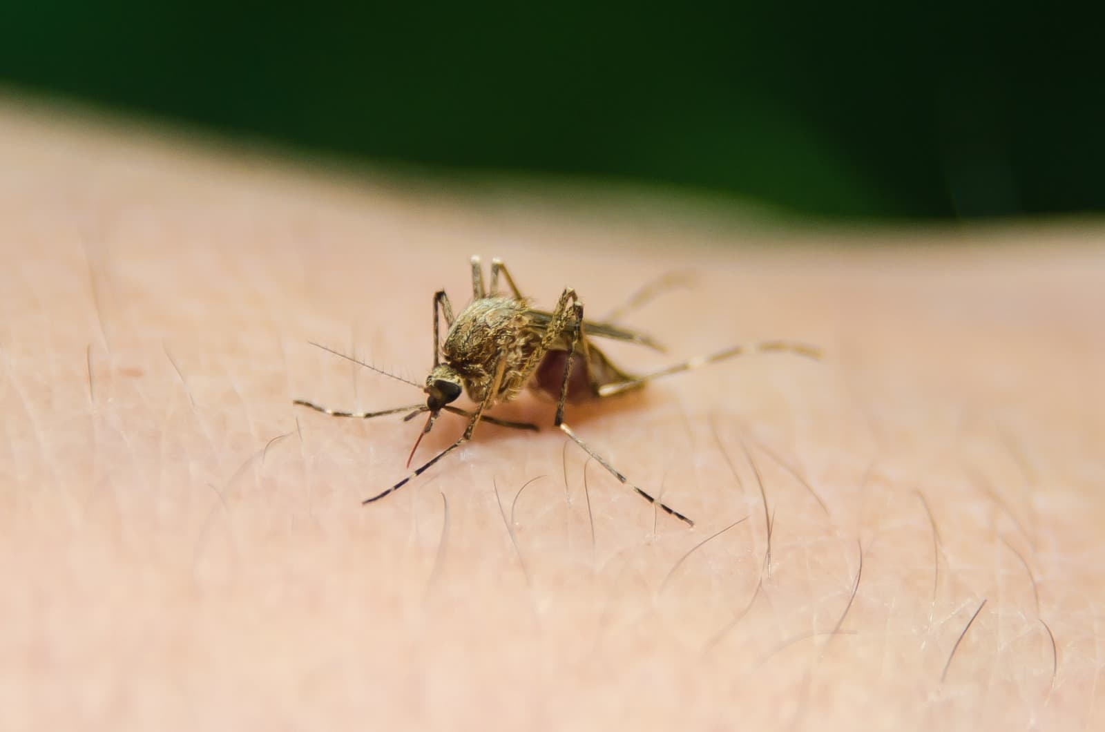 Tubarão reforça alerta contra a dengue após aumento no número de focos do mosquito - Prefeitura de Tubarão