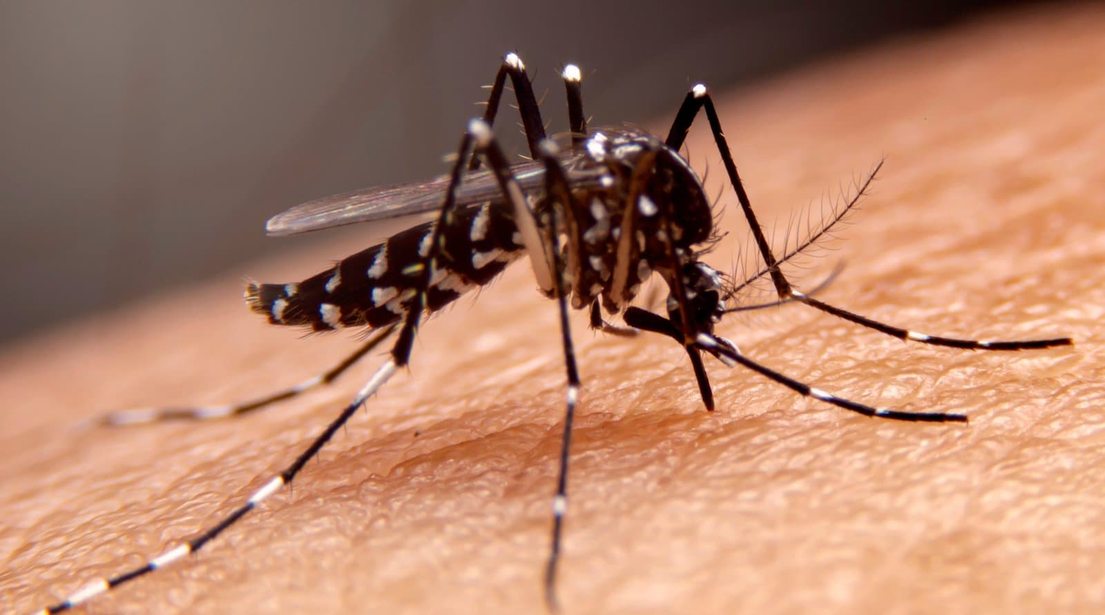 Tubarão registra mais de 600 focos do mosquito da dengue e chega a cinco casos confirmados