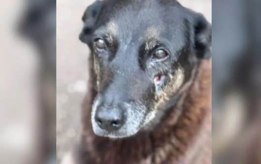 Justiça arquiva investigação sobre a morte do cão Orelha