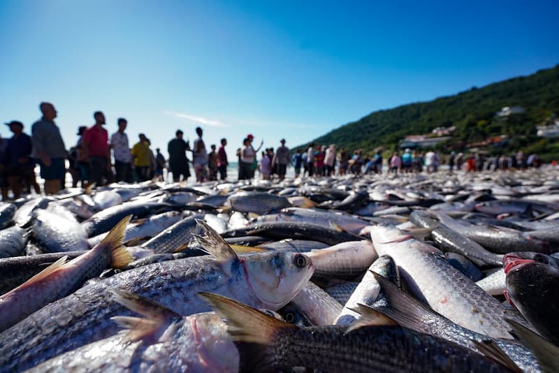 Decisão sobre a safra da tainha provoca reação em Santa Catarina
