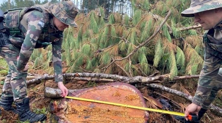 Santa Cecília: Polícia Ambiental flagra corte de mais de 40 araucárias - Caçador Online
