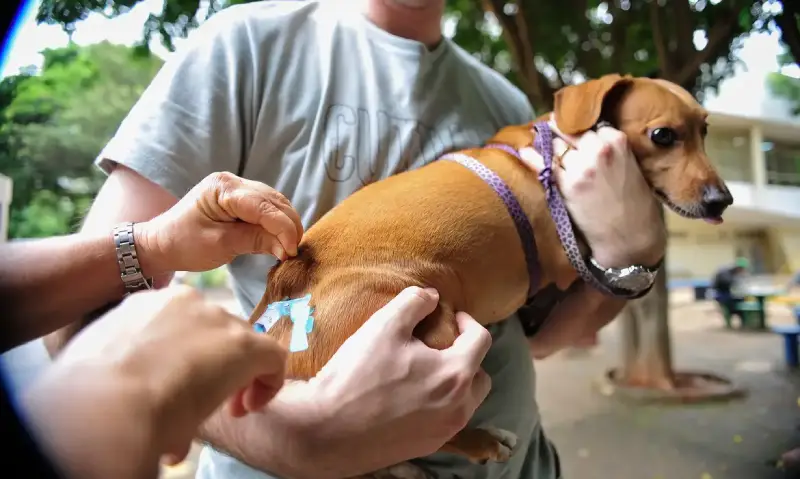 São José oferece vacinação gratuita para cães e gatos neste sábado (28)