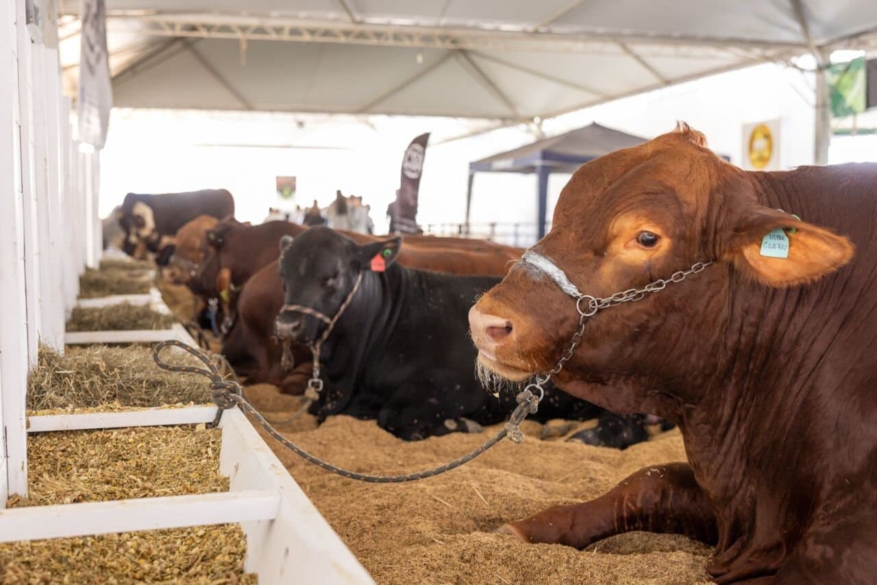 Feira Agropecuária de Tubarão inicia dia 21 de maio com programação ampliada