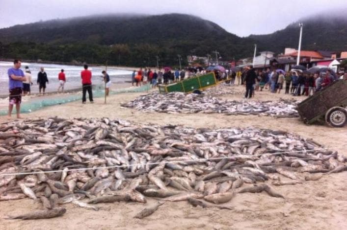 Safra da tainha começa e reforça tradição da pesca artesanal no litoral catarinense