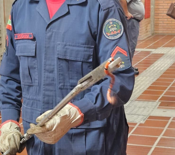 Cobra-coral é encontrada dentro de universidade em Biguaçu