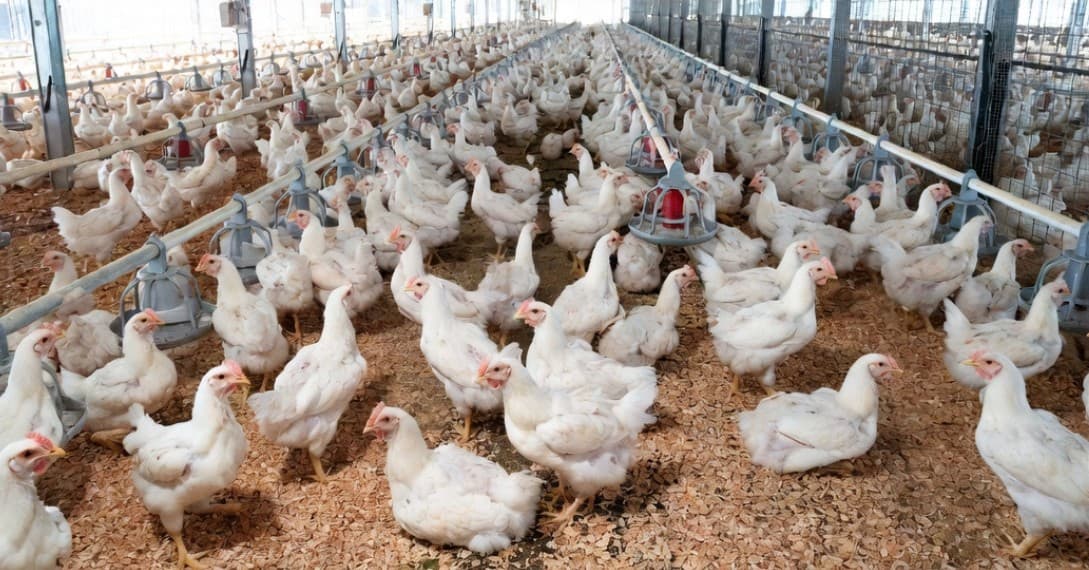 Indústria de alimentos de Santa Catarina cresceu quatro vezes mais do que a média nacional em 2025 - Diário da Jaraguá