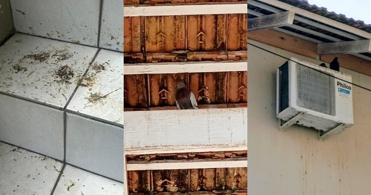 Infestação com mais de 100 pombos preocupa moradores e causa riscos à saúde no Guarani, em Brusque - O Município