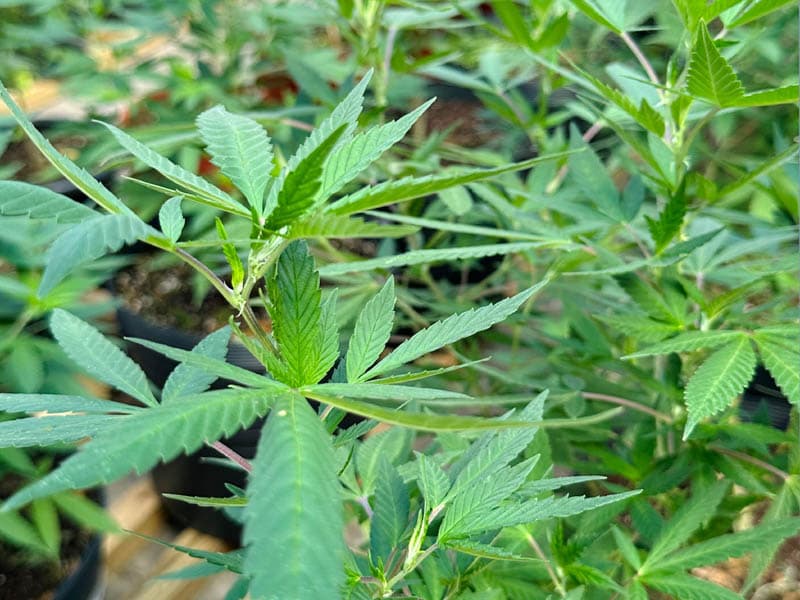 Cannabis medicinal, saúde pública e acesso ao tratamento serão tema de seminário gratuito em Balneário Camboriú