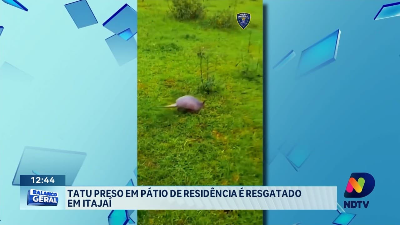 Giro de ocorrências: prisões e resgate de tatu movimentam a região