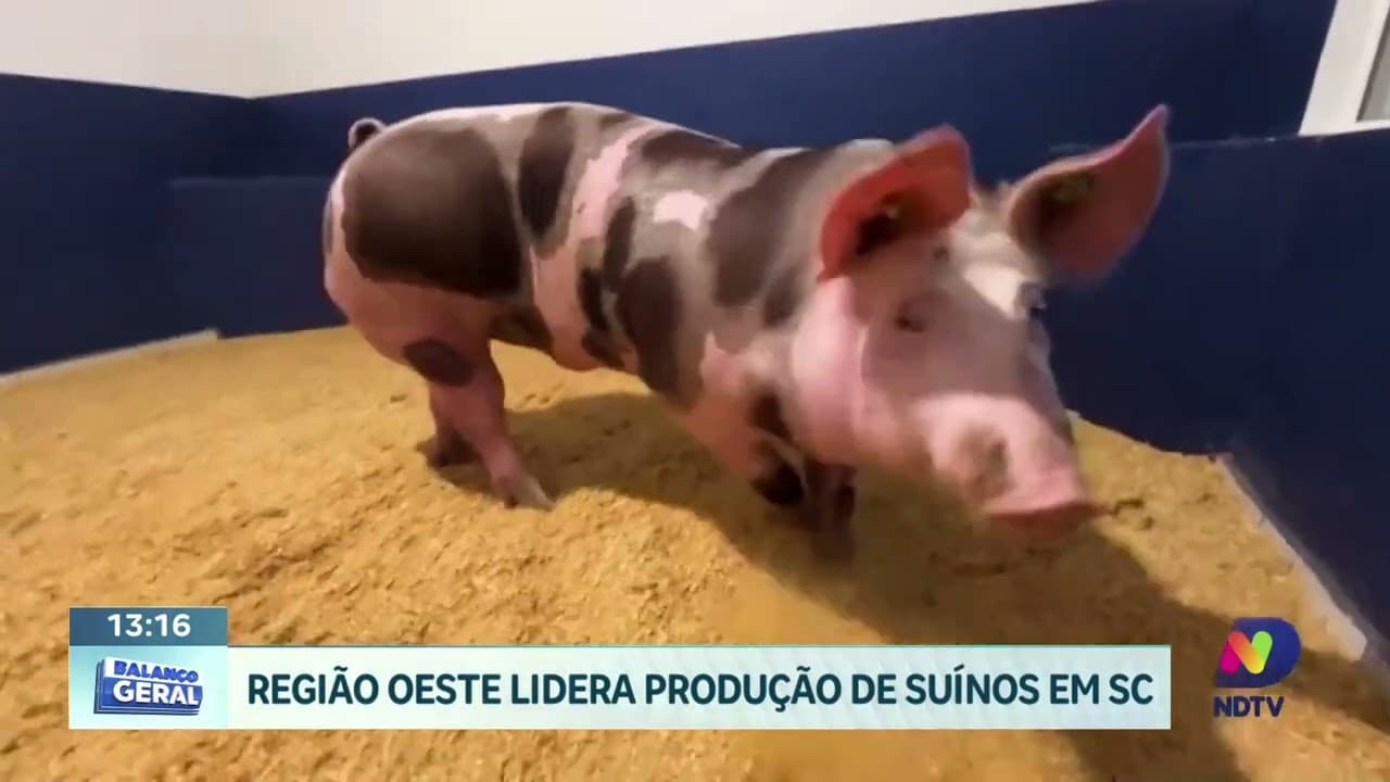 Suinocultura no Oeste de SC impulsiona economia catarinense