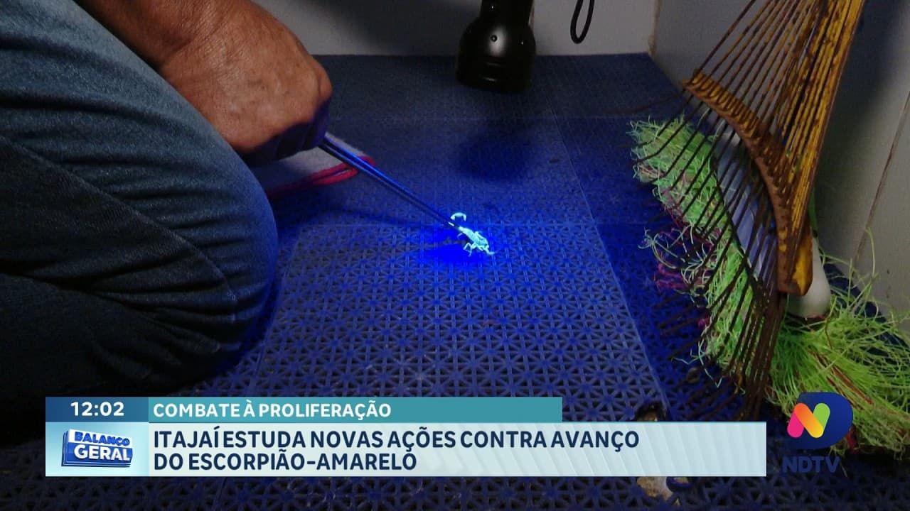 Escorpião-amarelo preocupa autoridades e mobiliza ações em Itajaí