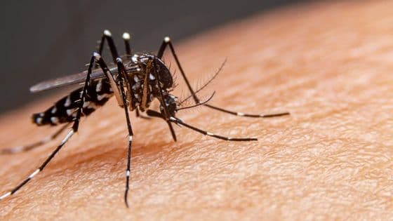 Brusque registra quatro novos casos de dengue na última semana - Portal da Cidade - Brusque / SC