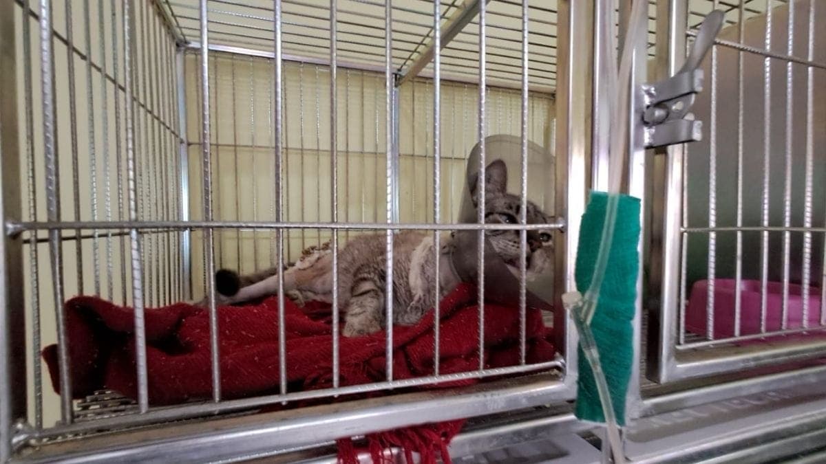 Clínica veterinária que atende animais do Centro de Bem-Estar de Joinville tem parte dos atendimentos interditados