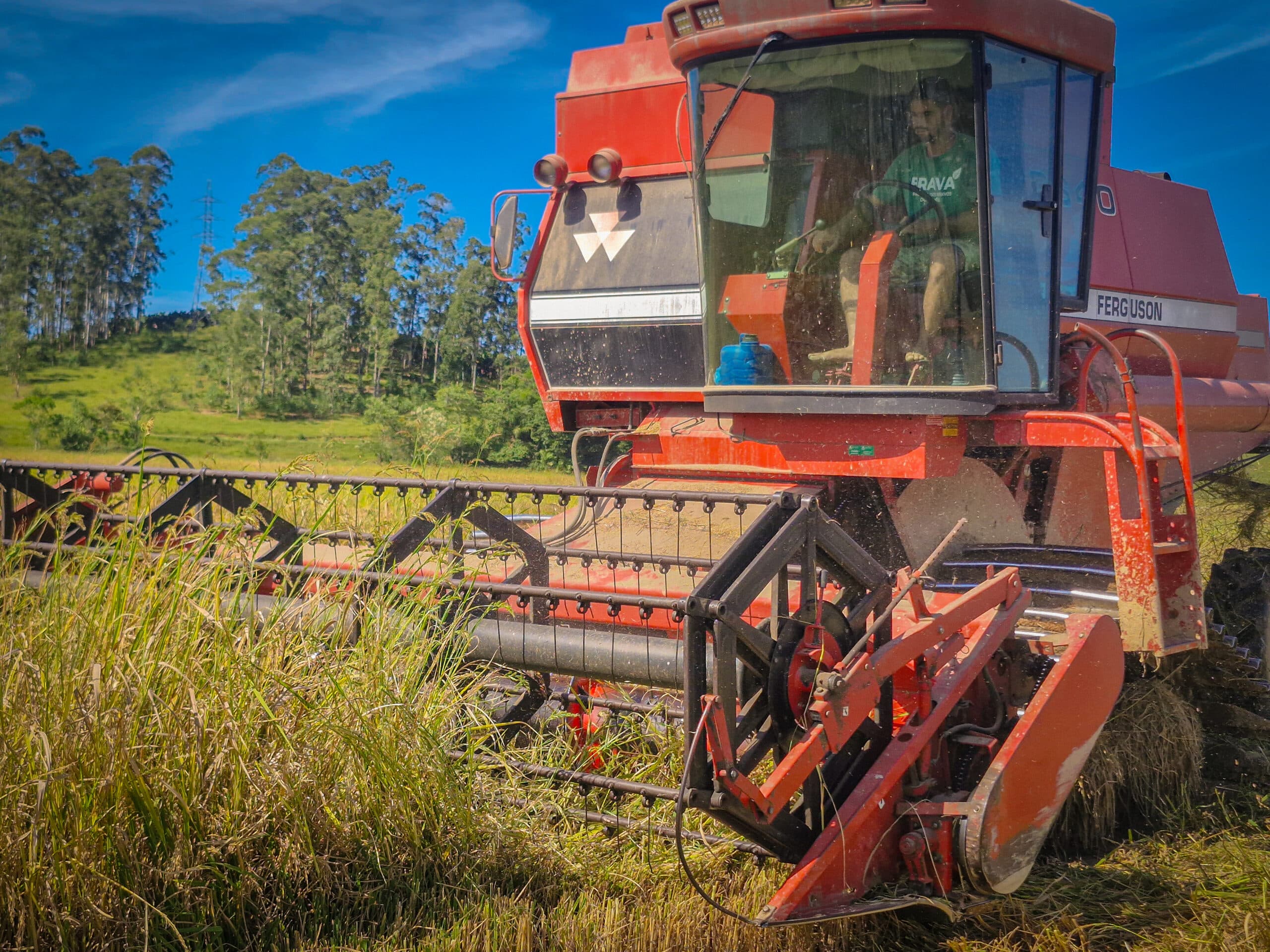 Produção de arroz impulsiona economia agrícola em Navegantes - Prefeitura de Navegantes -