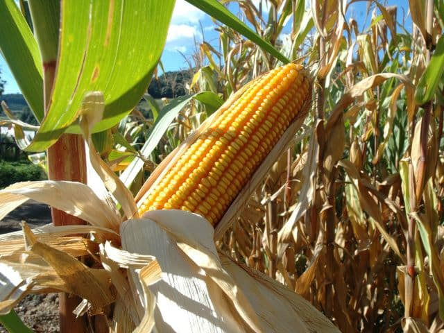 Produtividade do milho no Meio-Oeste catarinense chega a 204 sacas por hectare