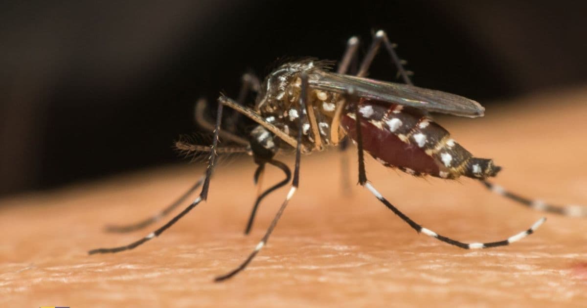 Após queda nos casos de dengue, Itajaí inicia implantação do Método Wolbachia