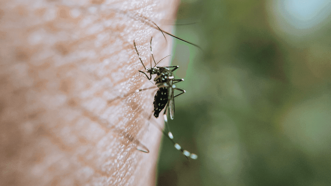 Focos do mosquito da dengue são encontrados em Canoinhas, mas cidade segue sem casos confirmados