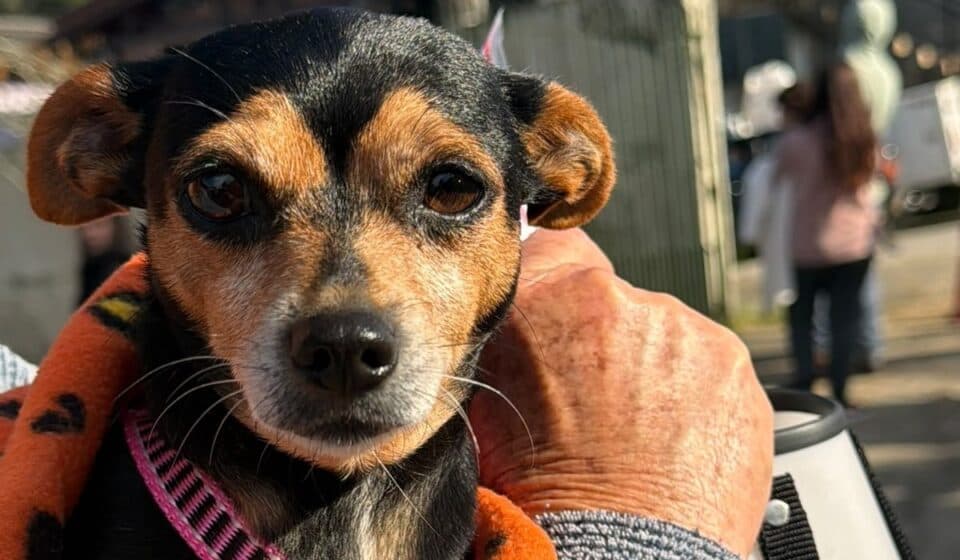 Mutirão de Castração Gratuita Beneficia 250 Animais em São José
