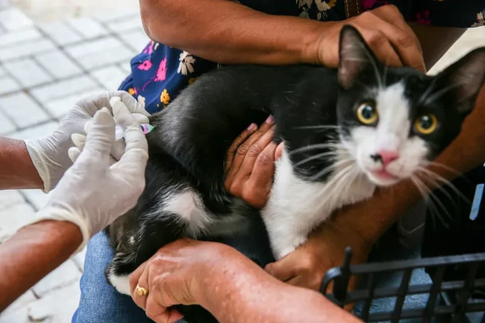 São José promove campanha de vacinação gratuita para cães e gatos após mutirão de castração
