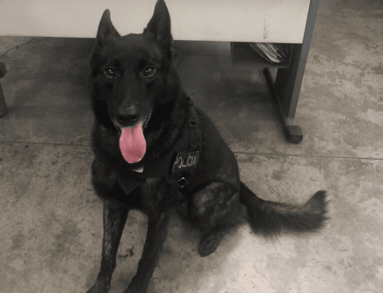 Polícia Civil inaugura núcleo com cães em Palhoça