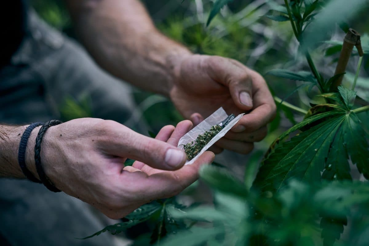 Florianópolis lidera consumo de maconha entre estudantes adolescentes, revela IBGE