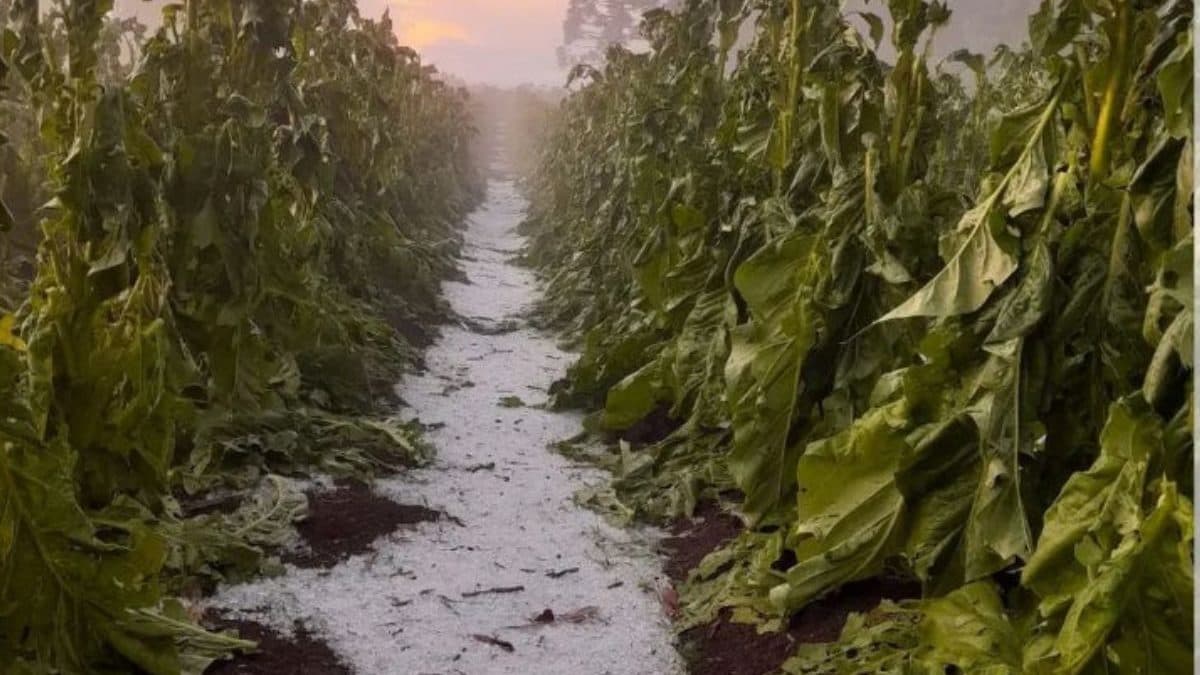 Lavouras de tabaco e 25 propriedades rurais foram devastadas por granizo em cidade de SC