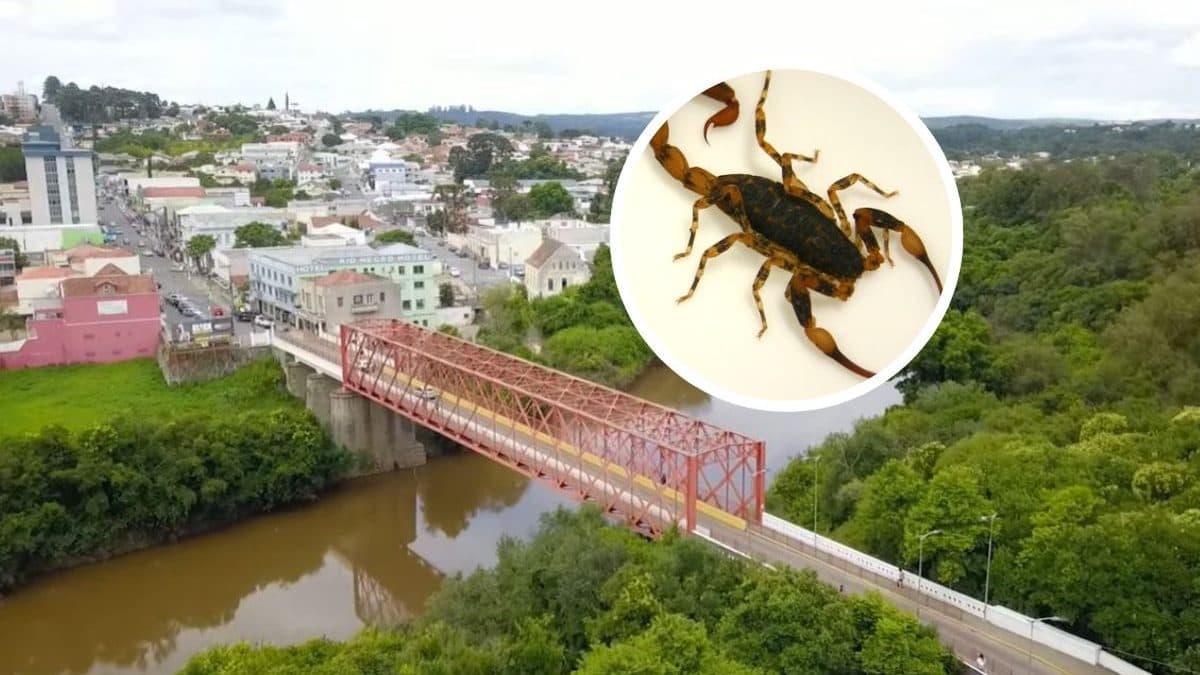 Ameaça silenciosa: escorpiões se espalham e colocam a ‘Pérola do Planalto’ em alerta em SC