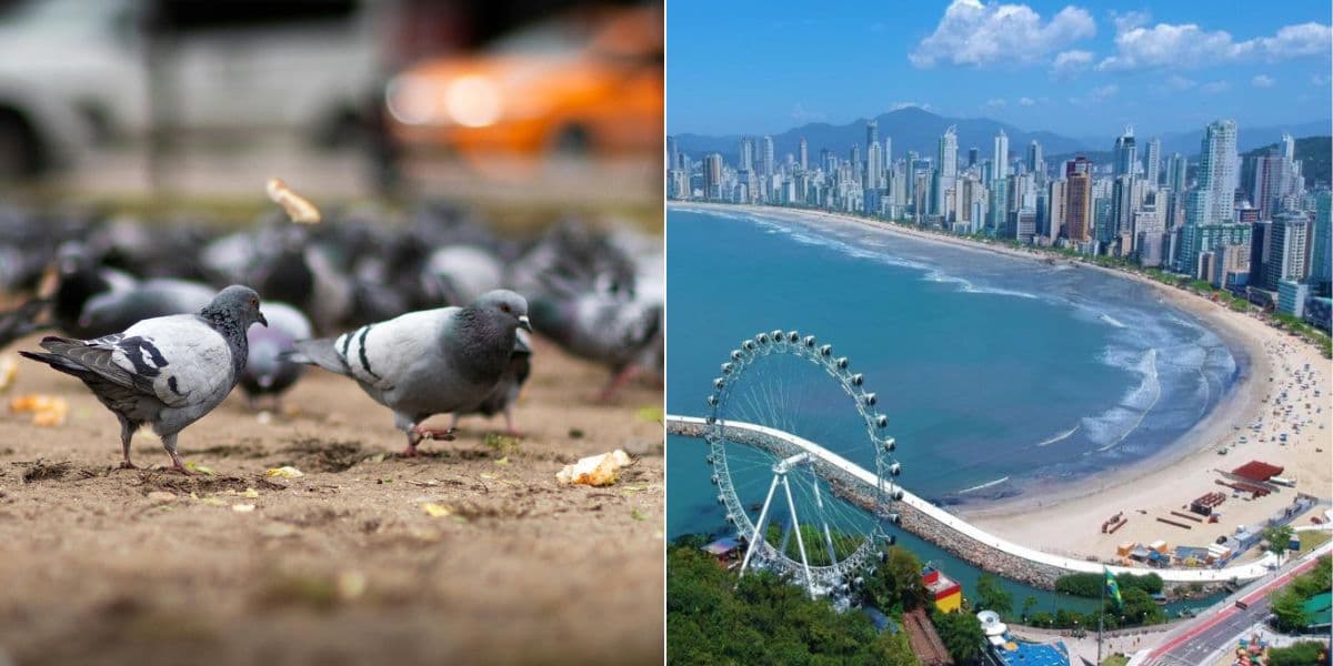 Balneário Camboriú amplia fiscalização e prevê multa pesada para quem alimenta pombos