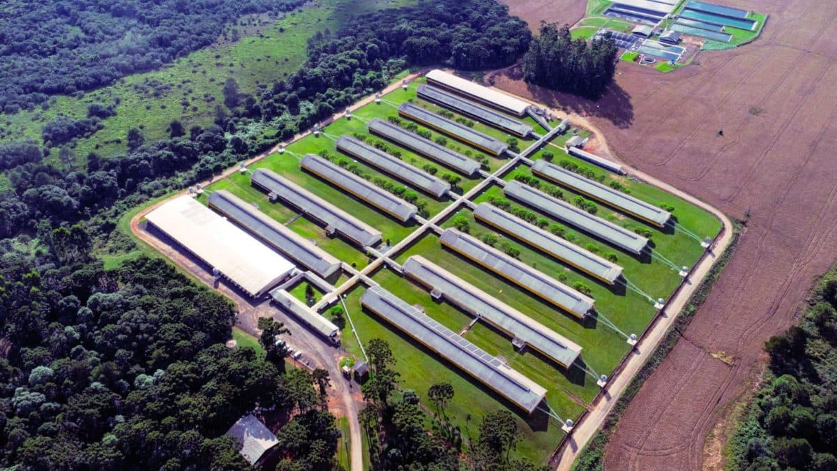 BNDES aprova R$ 72,5 milhões para granja de alta tecnologia que promete transformar a criação de porcos em SC