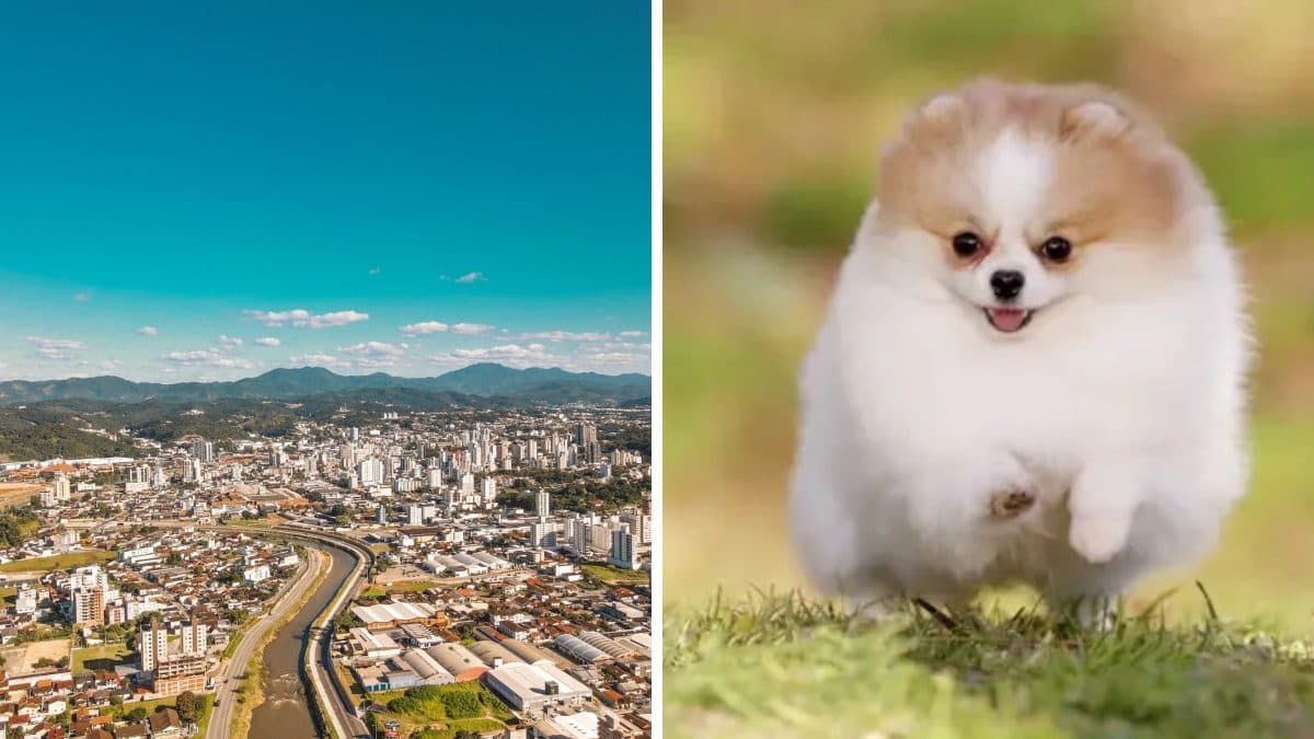 Lulu da Pomerânia avaliado em até R$ 15 mil é resgatado com problemas de saúde em SC