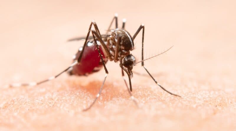 Tubarão Alerta: Focos do Aedes aegypti Disparam e Chegam a 589 no Município