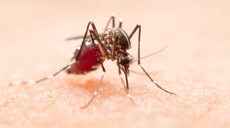 Focos do mosquito transmissor da dengue aumentam para 632 em Tubarão - Prefeitura de Tubarão