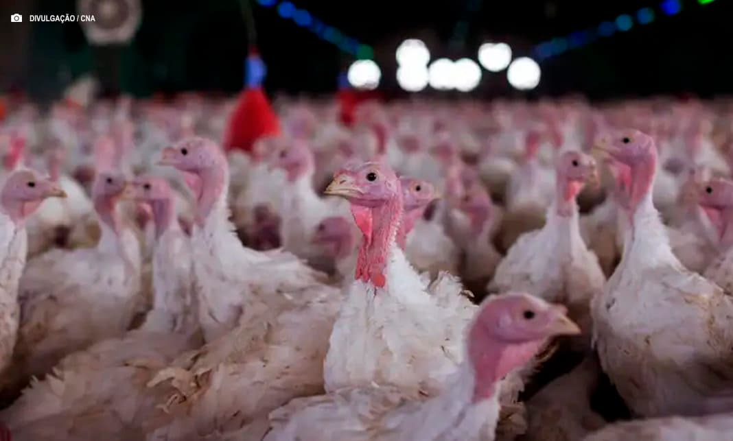 Propriedade de criação comercial de perus é interditada e governo reforça segurança no consumo de produtos inspecionados