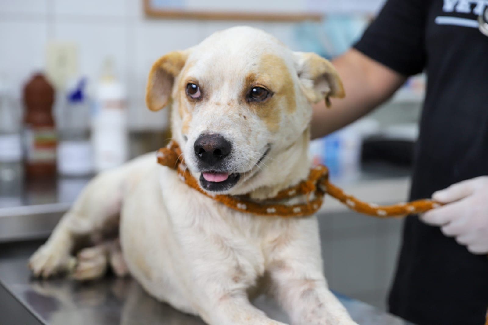 Criciúma amplia atendimento veterinário público e prepara centro de saúde animal